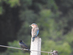 Dicrurus macrocercus