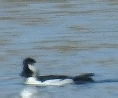 Bucephala albeola × clangula