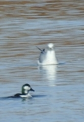 Bucephala albeola × clangula