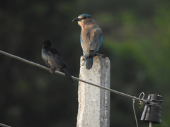 Dicrurus macrocercus