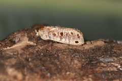 Biocellata alfarae