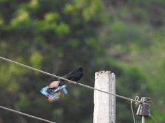 Dicrurus macrocercus