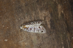 Biocellata alfarae