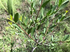 Denhamia cunninghamii