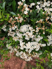 Pyracantha crenulata