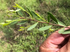 Denhamia cunninghamii
