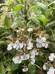 Calanthe discolor