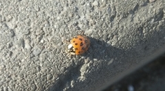 Harmonia axyridis