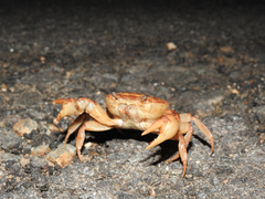 Oziotelphusa aurantia