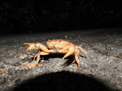 Oziotelphusa aurantia