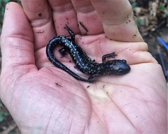 Plethodon glutinosus