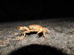 Oziotelphusa aurantia