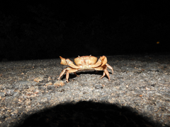 Oziotelphusa aurantia