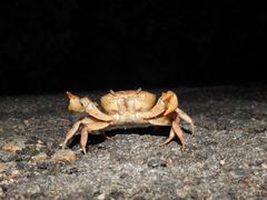 Oziotelphusa aurantia