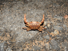 Oziotelphusa aurantia