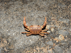 Oziotelphusa aurantia