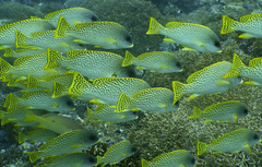 Plectorhinchus gaterinus