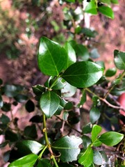 Psydrax odorata buxifolia