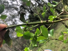 Psydrax odorata buxifolia