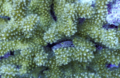 Trapezia rufopunctata