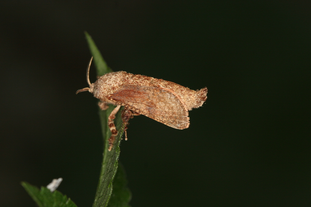 Givira modisma