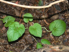 Viola collina