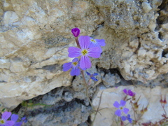 Malcolmia