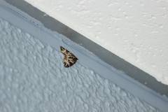 Evecliptopera illitata