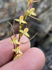 Disa salteri