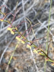 Disa salteri