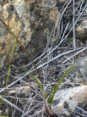 Disa salteri