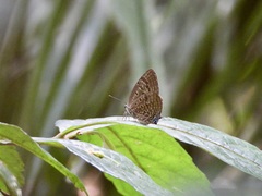 Arhopala athada