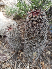 Mammillaria hutchisoniana hutchisoniana