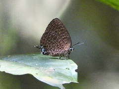 Arhopala pseudomuta