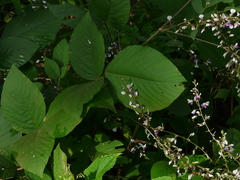 Sohmaea laxiflora