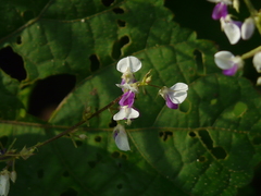 Sohmaea laxiflora