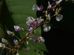 Sohmaea laxiflora