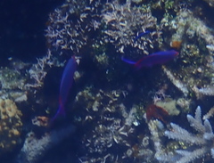 Mirolabrichthys tuka