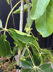 Casimiroa