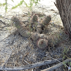 Mammillaria hutchisoniana hutchisoniana