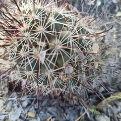 Mammillaria hutchisoniana hutchisoniana