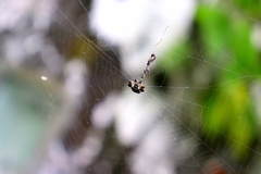 Gasteracantha cancriformis