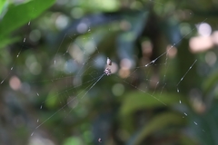 Gasteracantha cancriformis