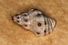 Phycothais reticulata