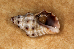 Phycothais reticulata