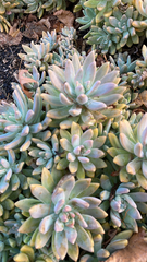 × Graptosedum