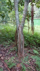 Ficus macrophylla columnaris