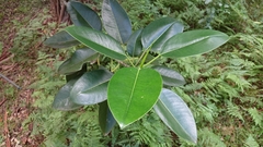 Ficus macrophylla columnaris