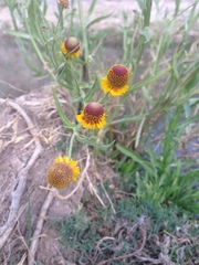 Helenium microcephalum ooclinium