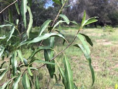 Ehretia saligna membranifolia